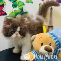 Exotic Longhair or Persian bicolor male kitten