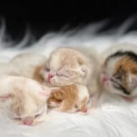 Cream, red and calico Exotic Shorthair kittens