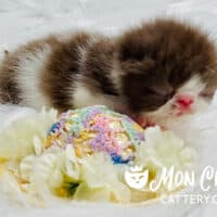 Newborn Chocolate Bicolor Exotic Shorthair Kitten