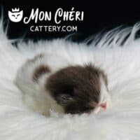 Chocolate Bicolor Exotic Shorthair Kitten