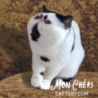 Black Bicolor Exotic Shorthair Cat