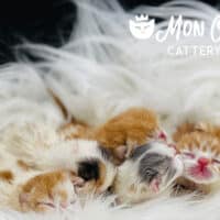 Red bicolor, calico and lilac bicolor Exotic Shorthair kittens