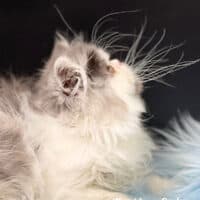 Silver Shaded Bicolor Exotic Longhair Kitten For Sale