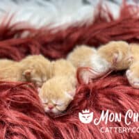 Newborn Red Exotic Shorthair or Persian Kittens