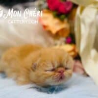 red exotic shorthair kitten for sale