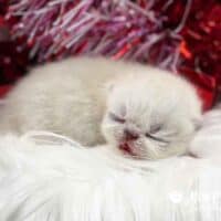 King Louie Colorpoint Exotic Shorthair Kitten For Sale