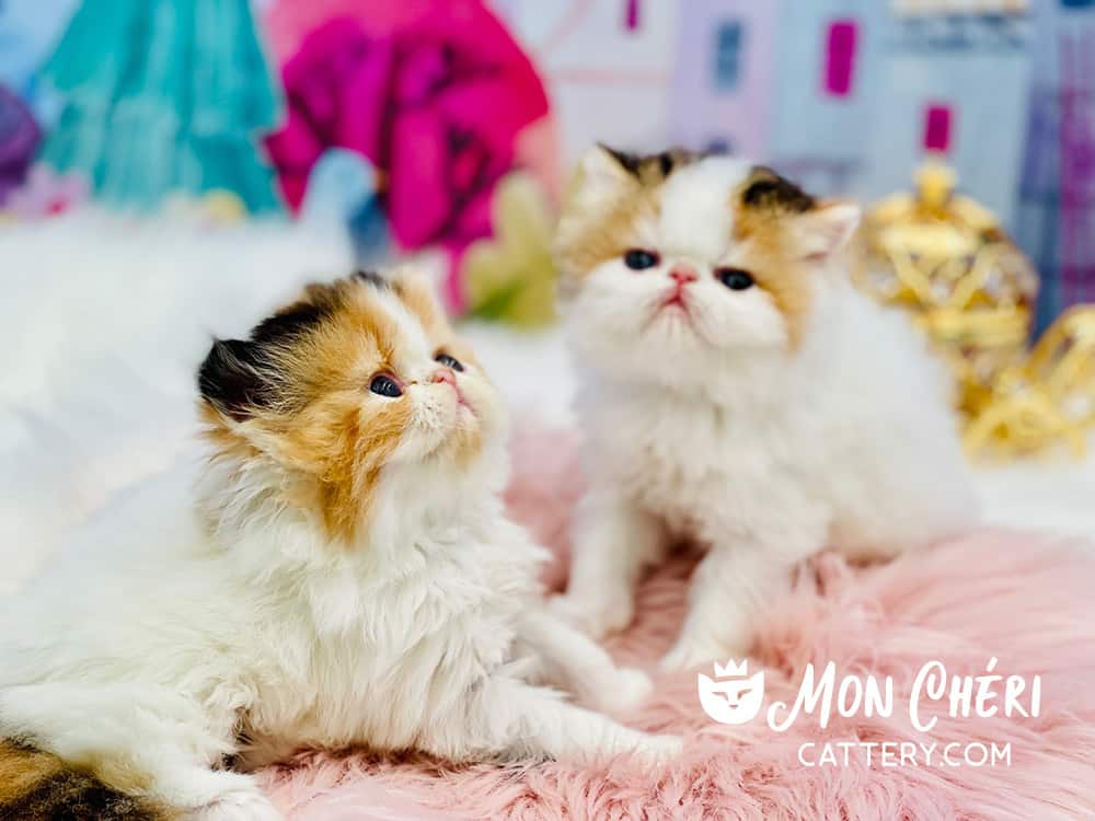 calico persian kittens