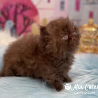 Chocolate Exotic Longhair Kitten