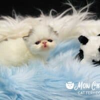 Black Bicolor Van Exotic Shorthair Kitten For Sale