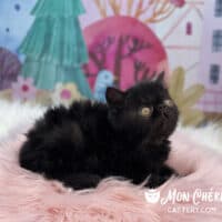 Black Exotic Shorthair Kitten