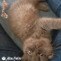 Chocolate Exotic Shorthair Kitten in Fresno, California