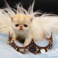 Cream Bicolor Exotic Shorthair Kitten For Sale