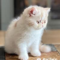 Cream Bicolor Exotic Shorthair Kitten For Sale