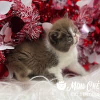 Chocolate Bicolor Exotic Longhair Kitten For Sale