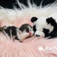 Black Bicolor Exotic Shorthair Kitten For Sale