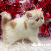 Red Bicolor Van Exotic Shorthair Kitten For Sale