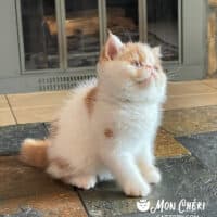 Red Bicolor Van Exotic Longhair Kitten For Sale