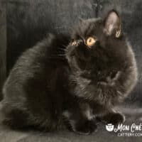 Black Exotic Shorthair Kitten Monett, Missouri