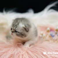 Blue Bicolor Exotic Shorthair Kitten For Sale