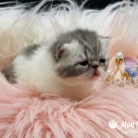 Blue Bicolor Exotic Shorthair Kitten For Sale