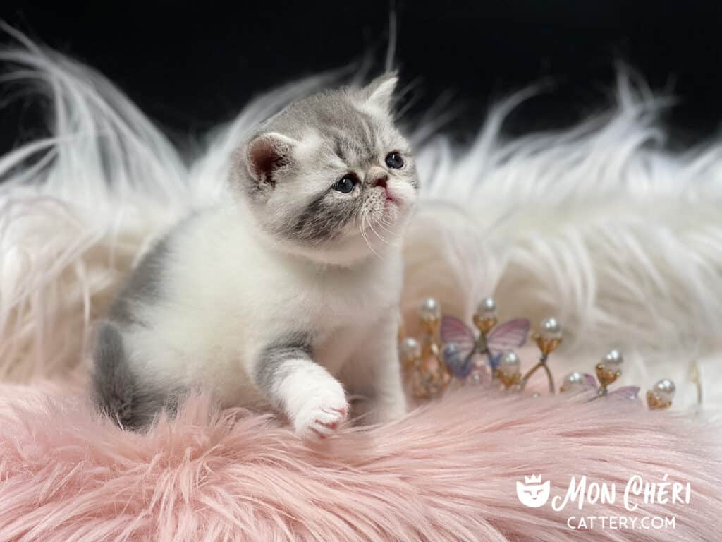 Blue Bicolor Tabby Exotic Shorthair Kitten For Sale