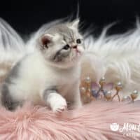 Blue Bicolor Tabby Exotic Shorthair Kitten For Sale