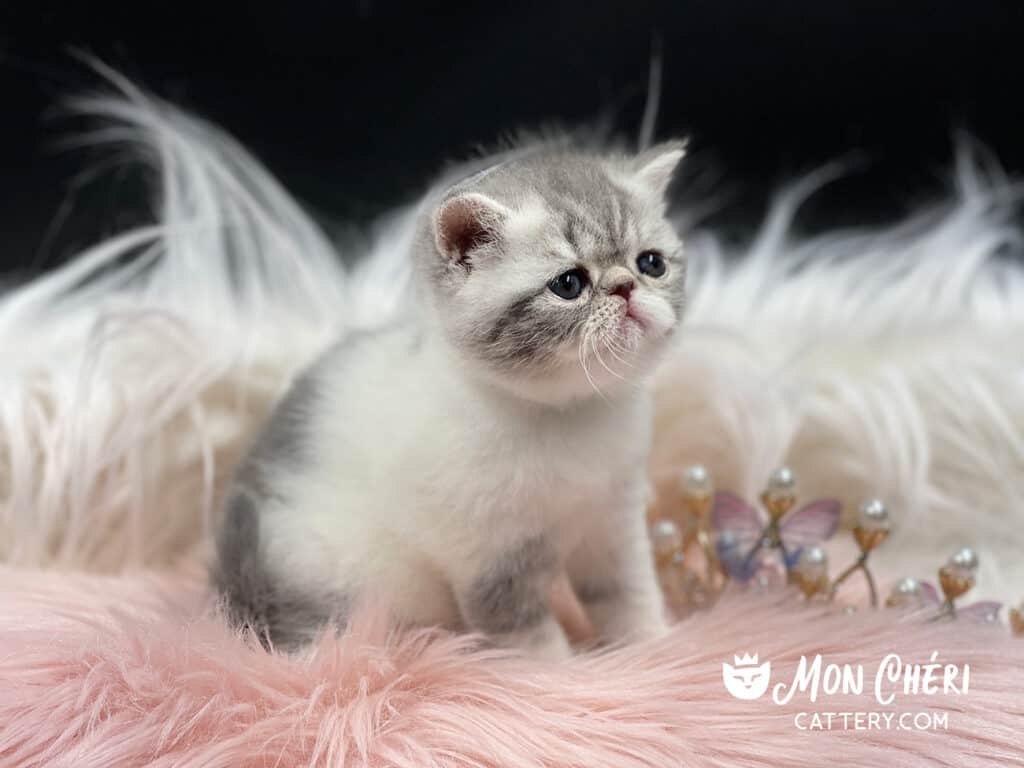 Blue Bicolor Exotic Shorthair Kitten For Sale