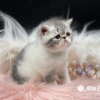 Blue Bicolor Exotic Shorthair Kitten For Sale