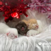 Newborn Chocolate, Red & Colorpoint Exotic Shorthair Kittens