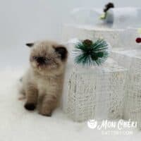 Chocolate Colorpoint Exotic Shorthair Kitten For Sale