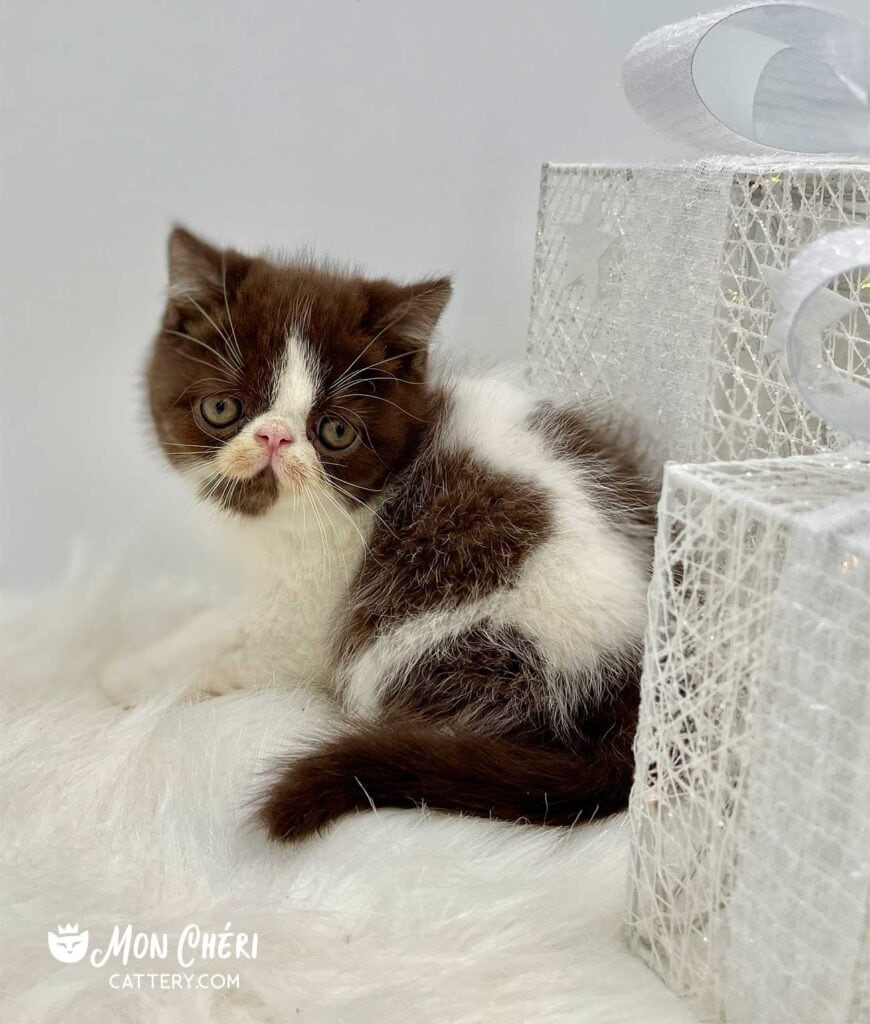 Milk Chocolate Exotic Shorthair Kitten For Sale