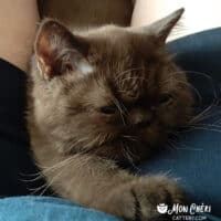 Fresno, Califonia Chocolate Exotic Shorthair Kitten