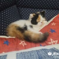 Thigpen Family Greenville, North Carolina with Breezie, Calico Exotic Shorthair Kitten