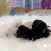 Black, colorpoint, cream Exotic Shorthair Kittens for sale