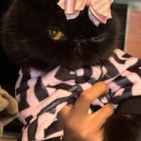 Black Exotic Shorthair Kitten Monett, Missouri