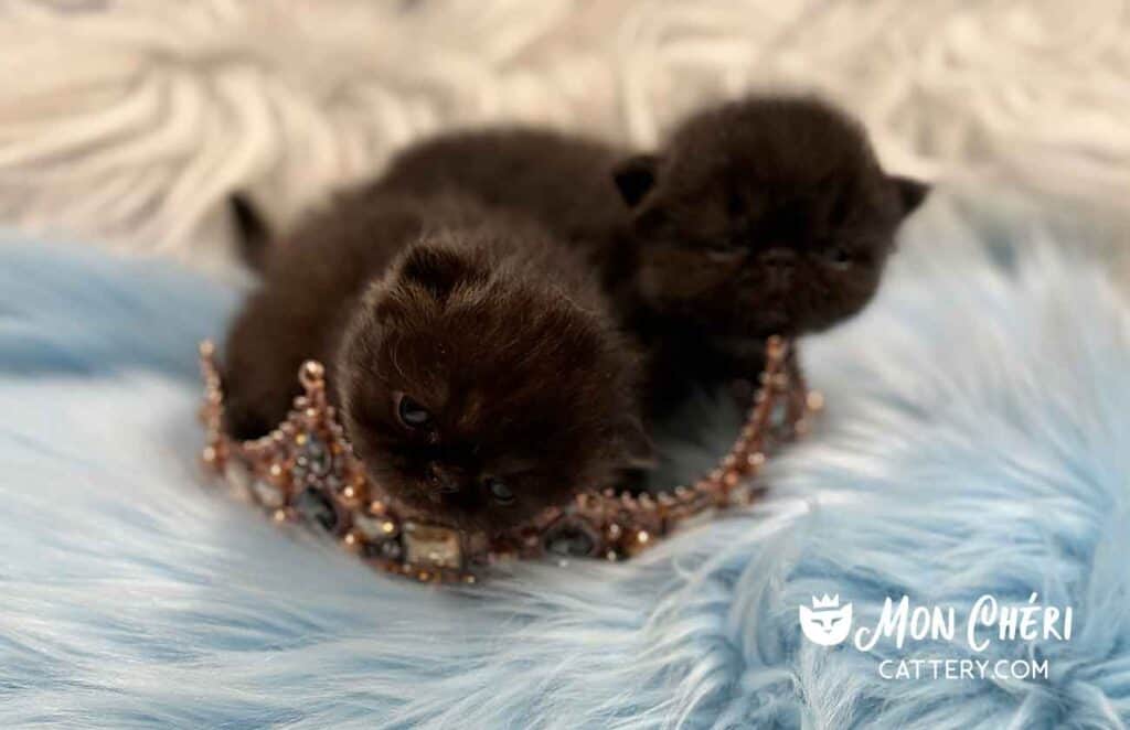 Black Exotic Shorthair Kittens For Sale