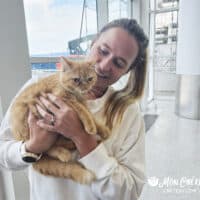 Red Tabby Exotic Shorthair Kitten, Grand Cayman Island