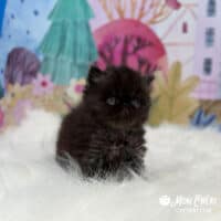 Black Smoke Exotic Shorthair Kitten For Sale