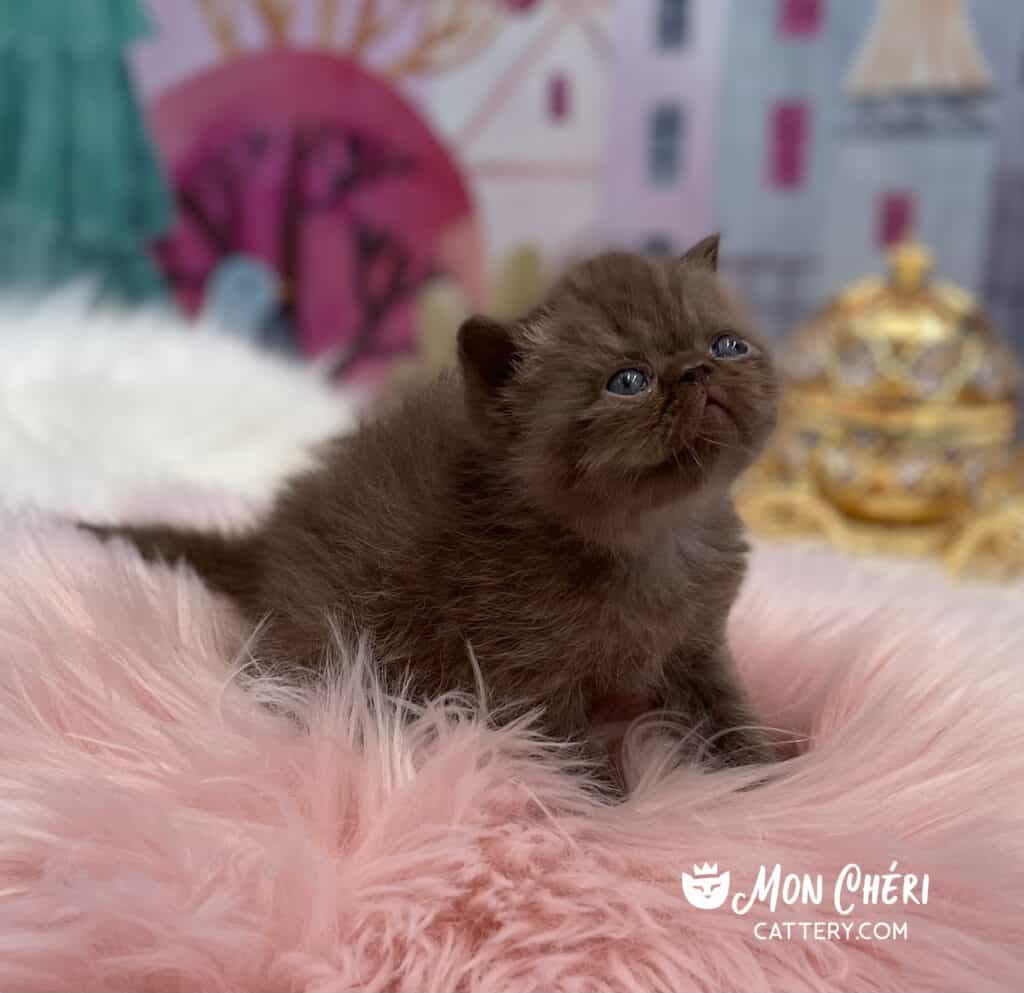 Chocolate Smoke Exotic Shorthair Kitten For Sale