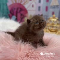 Chocolate Smoke Exotic Shorthair Kitten For Sale