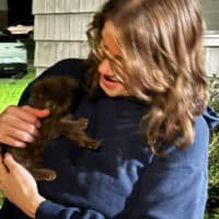 Chocolate Exotic Shorthair Kitten in Monroe, Illinois