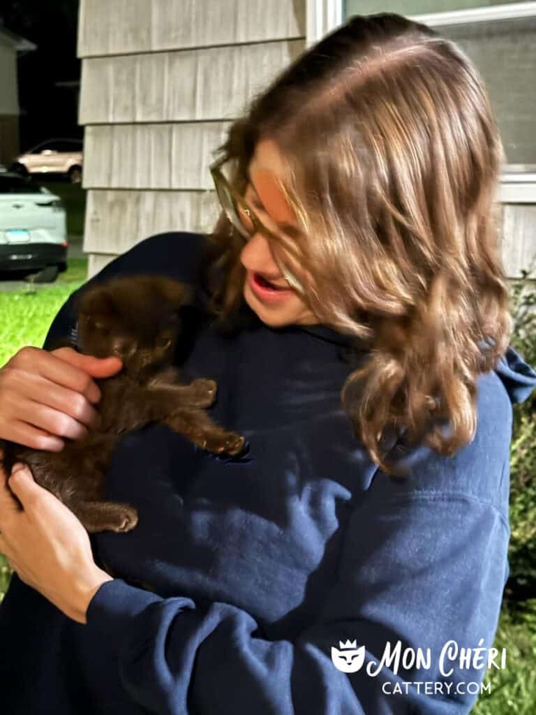 Chocolate Exotic Shorthair Kitten in Monroe, Illinois