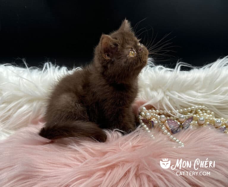 Solid Chocolate Exotic Shorthair Kitten For Sale