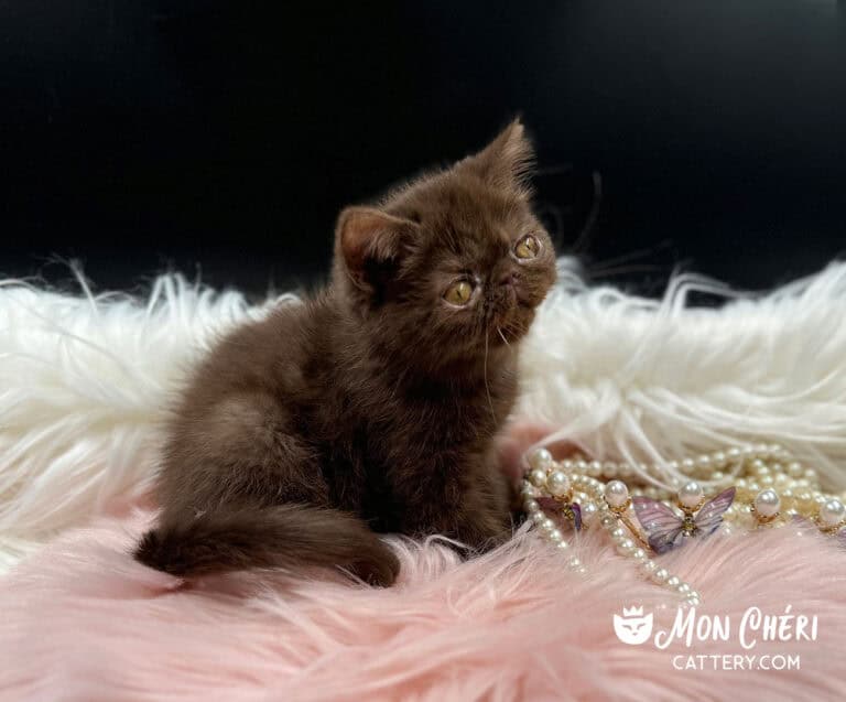 Solid Chocolate Exotic Shorthair Kitten For Sale