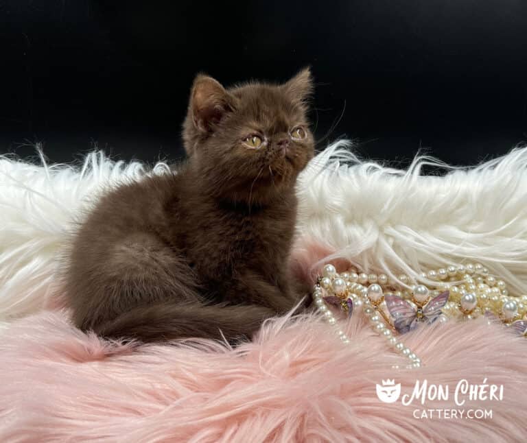 Solid Chocolate Exotic Shorthair Kitten For Sale