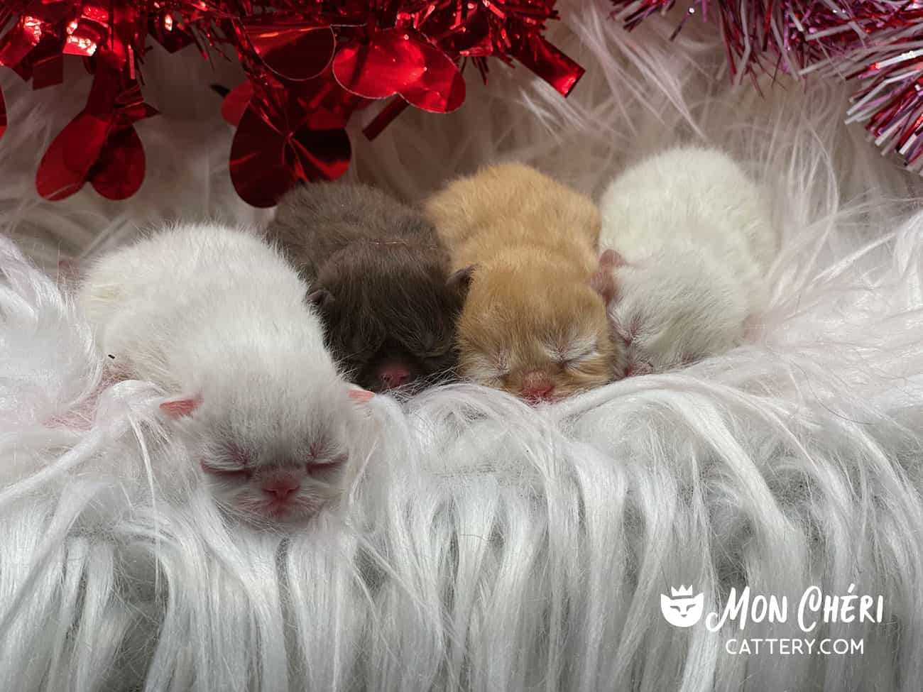 Red Tabby Exotic Shorthair Kitten, Grand Cayman Island