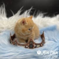 Red Tabby Exotic Shorthair Kitten Grand Cayman