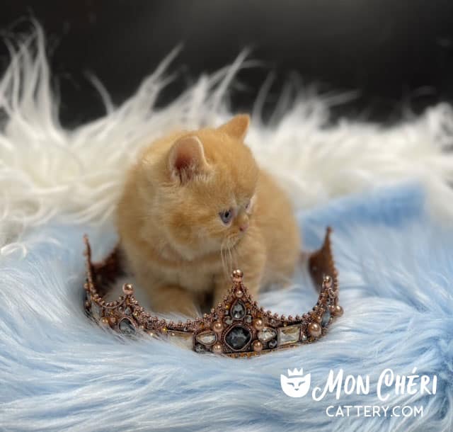 Teddy Red Tabby Exotic Shorthair Kitten