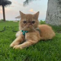 Red Tabby Exotic Shorthair Kitten Gran Cayman Islands