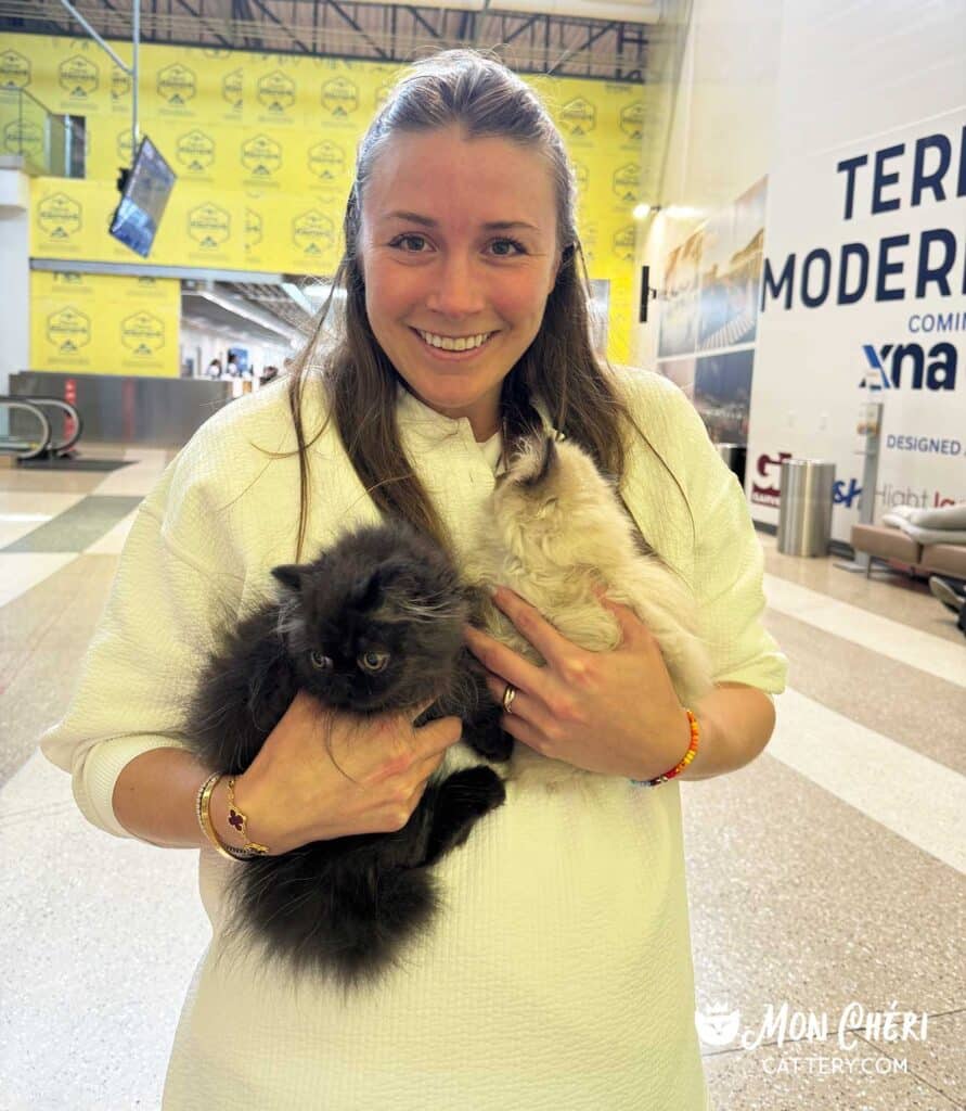 Chocolate & Colorpoint Exotic Longhair Kittens in Brooklyn, New York